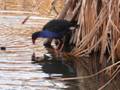 Pukeko closeup 3